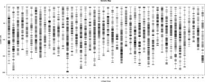 Construction of a High-Density Genetic Map and Identification of Quantitative Trait Loci for Nitrite Tolerance in the Pacific White Shrimp (Litopenaeus vannamei)